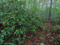 南阿巴拉契亚北部红橡树林(常绿灌木类型) – CEGL 007299 南阿巴拉契亚北部红橡树林(常绿灌木类型) – CEGL 007299