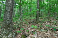 南阿巴拉契亚北部红橡树林(落叶灌木类型) – CEGL 007300 南阿巴拉契亚北部红橡树林(落叶灌木类型) – CEGL 007300