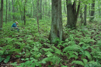 南阿巴拉契亚北部红橡树林(落叶灌木类型) – CEGL 007300 南阿巴拉契亚北部红橡树林(落叶灌木类型) – CEGL 007300