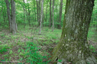 南阿巴拉契亚北部红橡树林(落叶灌木类型) – CEGL 007300 南阿巴拉契亚北部红橡树林(落叶灌木类型) – CEGL 007300