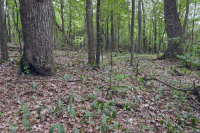 南阿巴拉契亚北部红橡树林(落叶灌木类型) – CEGL 007300 南阿巴拉契亚北部红橡树林(落叶灌木类型) – CEGL 007300