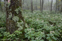 南阿巴拉契亚北部红橡树林(落叶灌木类型) – CEGL 007300 南阿巴拉契亚北部红橡树林(落叶灌木类型) – CEGL 007300