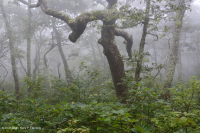 中央阿巴拉契亚北部红橡树林 - CEGL 008506 中央阿巴拉契亚北部红橡树林 - CEGL 008506