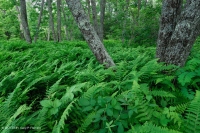 中央阿巴拉契亚北部红橡树林 – CEGL 008506 中央阿巴拉契亚北部红橡树林 – CEGL 008506