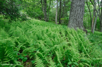 中央阿巴拉契亚北部红橡树林 – CEGL 008506 中央阿巴拉契亚北部红橡树林 – CEGL 008506