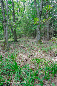 中央阿巴拉契亚北部红橡树林 – CEGL 008506 中央阿巴拉契亚北部红橡树林 – CEGL 008506