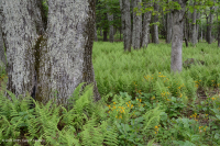 中央阿巴拉契亚北部红橡树林 – CEGL 008506 中央阿巴拉契亚北部红橡树林 – CEGL 008506