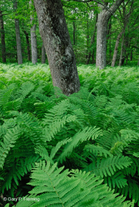 中央阿巴拉契亚北部红橡树林 – CEGL 008506 中央阿巴拉契亚北部红橡树林 – CEGL 008506