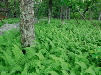 中央阿巴拉契亚北部红橡树林 – CEGL 008506 中央阿巴拉契亚北部红橡树林 – CEGL 008506