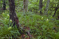 中央阿巴拉契亚北部红橡树林 – CEGL 008506 中央阿巴拉契亚北部红橡树林 – CEGL 008506