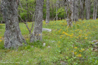 中央阿巴拉契亚北部红橡树林 - CEGL 008506 中央阿巴拉契亚北部红橡树林 - CEGL 008506