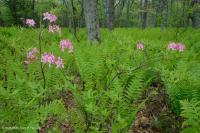 中央阿巴拉契亚北部红橡树林 - CEGL 008506 中央阿巴拉契亚北部红橡树林 - CEGL 008506