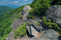 阿巴拉契亚中部高海拔荒地/路面 – CEGL 003939 阿巴拉契亚中部高海拔荒地/路面 – CEGL 003939