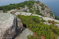 阿巴拉契亚中部高海拔荒地/路面 – CEGL 003939 阿巴拉契亚中部高海拔荒地/路面 – CEGL 003939