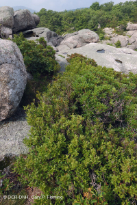 阿巴拉契亚中部高海拔荒地/路面 – CEGL 003939 阿巴拉契亚中部高海拔荒地/路面 – CEGL 003939