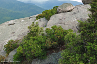 阿巴拉契亚中部高海拔荒地/路面 – CEGL 003939 阿巴拉契亚中部高海拔荒地/路面 – CEGL 003939