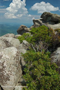 阿巴拉契亚中部高海拔荒地/路面 – CEGL 003939 阿巴拉契亚中部高海拔荒地/路面 – CEGL 003939