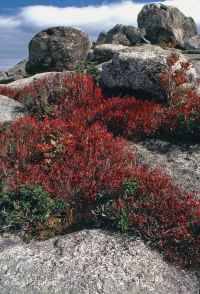 阿巴拉契亚中部高海拔荒地/路面 – CEGL 003939 阿巴拉契亚中部高海拔荒地/路面 – CEGL 003939