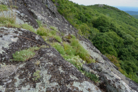 阿巴拉契亚中部高海拔荒地/路面 - CEGL 003939 阿巴拉契亚中部高海拔荒地/路面 - CEGL 003939