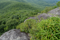 阿巴拉契亚中部高海拔荒地/路面 - CEGL 003939 阿巴拉契亚中部高海拔荒地/路面 - CEGL 003939