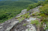 阿巴拉契亚中部高海拔荒地/路面 - CEGL 003939 阿巴拉契亚中部高海拔荒地/路面 - CEGL 003939