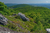 阿巴拉契亚中部高海拔荒地/路面 - CEGL 003939 阿巴拉契亚中部高海拔荒地/路面 - CEGL 003939