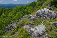 阿巴拉契亚中部高海拔荒地/路面 - CEGL 003939 阿巴拉契亚中部高海拔荒地/路面 - CEGL 003939