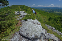 阿巴拉契亚中部高海拔荒地/路面 - CEGL 003939 阿巴拉契亚中部高海拔荒地/路面 - CEGL 003939