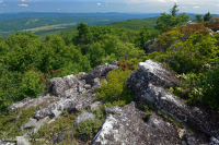 阿巴拉契亚中部高海拔荒地/路面 - CEGL 003939 阿巴拉契亚中部高海拔荒地/路面 - CEGL 003939