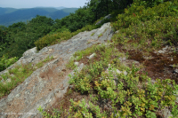 高海拔露头荒地(黑色乔基伯里火成岩/变质岩类型)– CEGL 008508 高海拔露头荒地(黑色乔基伯里火成岩/变质岩类型)– CEGL 008508