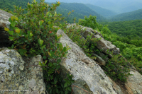 高海拔露头荒地(黑色乔基伯里火成岩/变质岩类型)– CEGL 008508 高海拔露头荒地(黑色乔基伯里火成岩/变质岩类型)– CEGL 008508