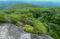 高海拔露头荒地(黑色乔基伯里火成岩/变质岩类型)– CEGL 008508 高海拔露头荒地(黑色乔基伯里火成岩/变质岩类型)– CEGL 008508
