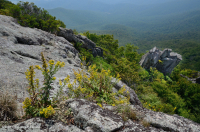 高海拔露头荒地(黑色乔基伯里火成岩/变质岩类型)– CEGL 008508 高海拔露头荒地(黑色乔基伯里火成岩/变质岩类型)– CEGL 008508