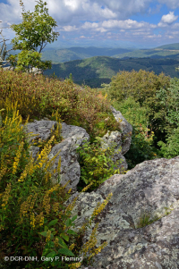 高海拔露头荒地(黑色乔基伯里火成岩/变质岩类型)– CEGL 008508 高海拔露头荒地(黑色乔基伯里火成岩/变质岩类型)– CEGL 008508