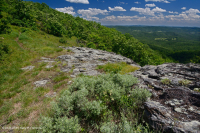 南蓝岭高海拔岩浆荒漠--CEGL004283 南蓝岭高海拔岩浆荒漠--CEGL004283