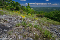 南蓝岭高海拔岩浆荒漠--CEGL004283 南蓝岭高海拔岩浆荒漠--CEGL004283