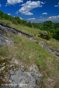 南蓝岭高海拔岩浆荒漠--CEGL004283 南蓝岭高海拔岩浆荒漠--CEGL004283
