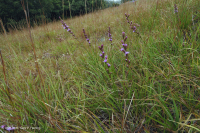 南蓝岭高海拔岩浆荒漠--CEGL004283 南蓝岭高海拔岩浆荒漠--CEGL004283