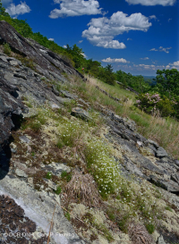 高海拔露头荒地(格陵兰沙草火成岩/变质岩类型)– CEGL 008509 高海拔露头荒地(格陵兰沙草火成岩/变质岩类型)– CEGL 008509