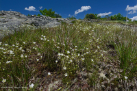 高海拔露头荒地(格陵兰沙草火成岩/变质岩类型)– CEGL 008509 高海拔露头荒地(格陵兰沙草火成岩/变质岩类型)– CEGL 008509