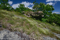 高海拔露头荒地(格陵兰沙草火成岩/变质岩类型)– CEGL 008509 高海拔露头荒地(格陵兰沙草火成岩/变质岩类型)– CEGL 008509