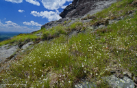 高海拔露头荒地(格陵兰沙草火成岩/变质岩类型)– CEGL 008509 高海拔露头荒地(格陵兰沙草火成岩/变质岩类型)– CEGL 008509