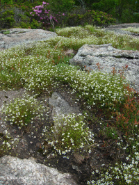 高海拔露头荒地(格陵兰沙草火成岩/变质岩类型)– CEGL 008509 高海拔露头荒地(格陵兰沙草火成岩/变质岩类型)– CEGL 008509