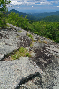 高海拔露头荒地(格陵兰沙草火成岩/变质岩类型) - CEGL 008509 高海拔露头荒地(格陵兰沙草火成岩/变质岩类型) - CEGL 008509