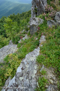 高海拔绿岩荒地 – CEGL 008536 高海拔绿岩荒地 – CEGL 008536