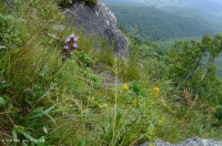 高海拔绿岩荒地 – CEGL 008536 高海拔绿岩荒地 – CEGL 008536