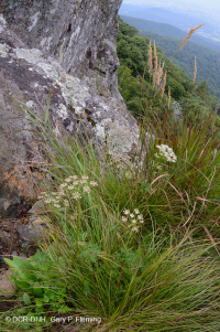 高海拔绿岩荒地 – CEGL 008536 高海拔绿岩荒地 – CEGL 008536