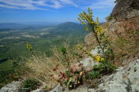 高海拔绿岩荒地 – CEGL 008536 高海拔绿岩荒地 – CEGL 008536