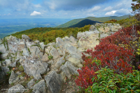 高海拔绿岩荒地 – CEGL 008536 高海拔绿岩荒地 – CEGL 008536