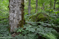 南阿巴拉契亚里奇湾森林 (糖枫 - 七叶树类型) – CEGL 007695 南阿巴拉契亚里奇湾森林 (糖枫 - 七叶树类型) – CEGL 007695